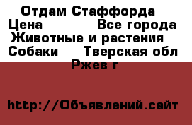Отдам Стаффорда › Цена ­ 2 000 - Все города Животные и растения » Собаки   . Тверская обл.,Ржев г.